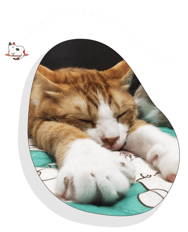 福島県郡山市で保健所の指導の下、 里親支援をしているNPO法人です。 猫ちゃんたちに癒される 猫カフェもやっています。
